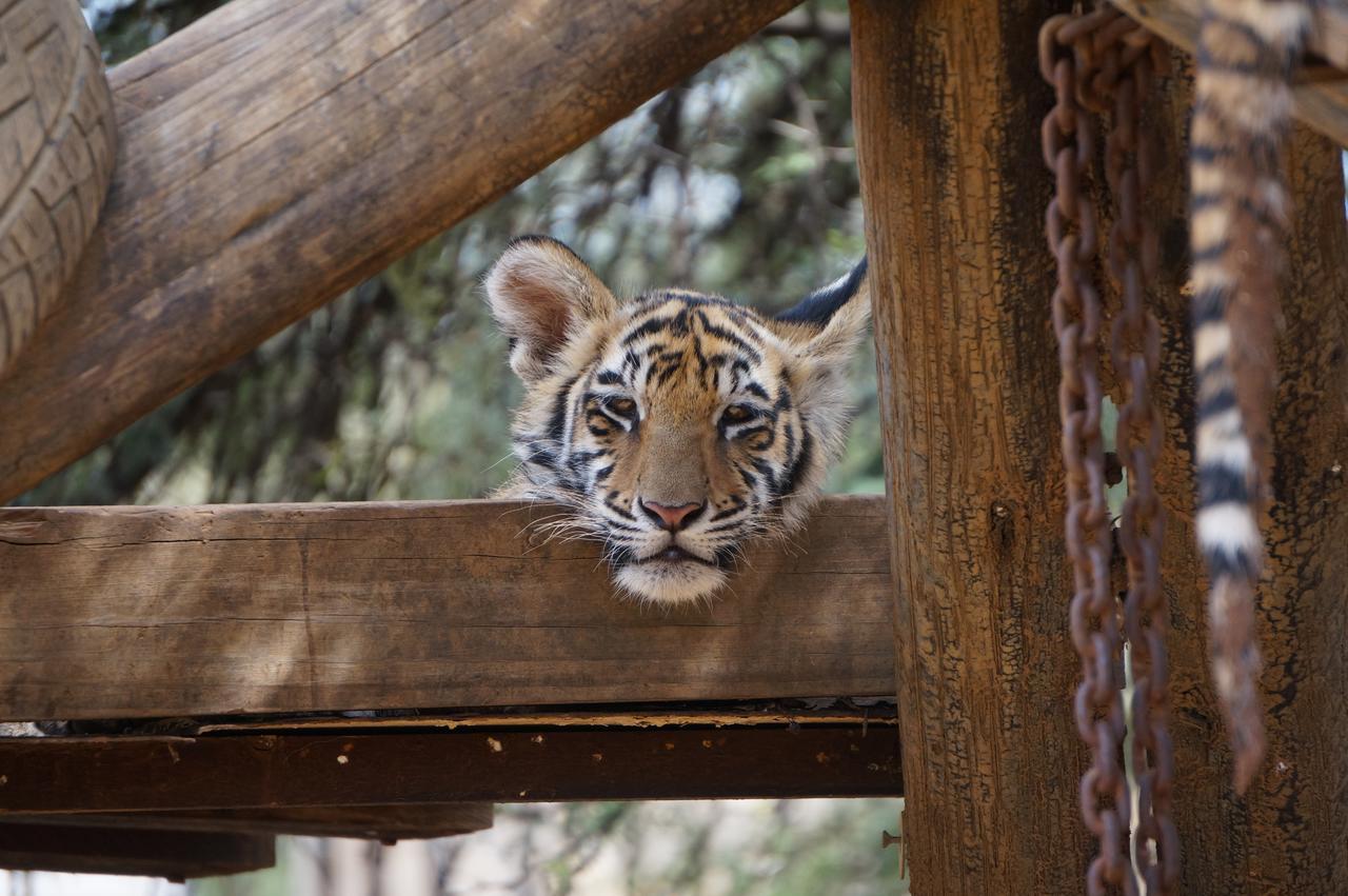 Boskoppie Lion & Tiger Reserve ครูนชตัด ภายนอก รูปภาพ