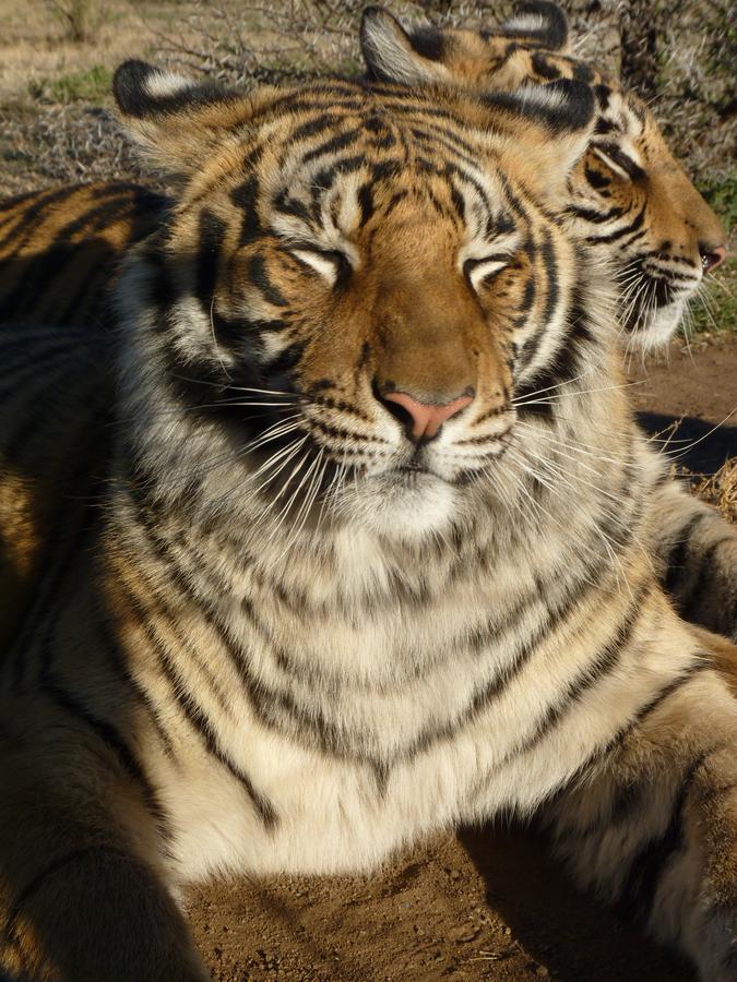 Boskoppie Lion & Tiger Reserve ครูนชตัด ภายนอก รูปภาพ