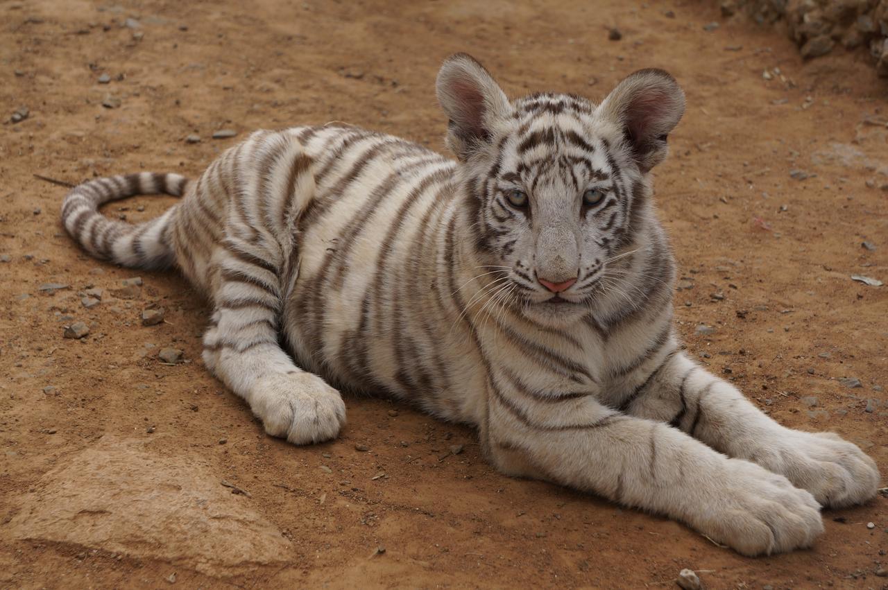 Boskoppie Lion & Tiger Reserve ครูนชตัด ภายนอก รูปภาพ
