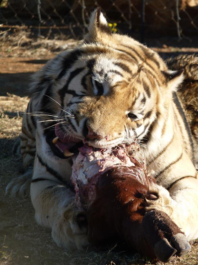 Boskoppie Lion & Tiger Reserve ครูนชตัด ภายนอก รูปภาพ