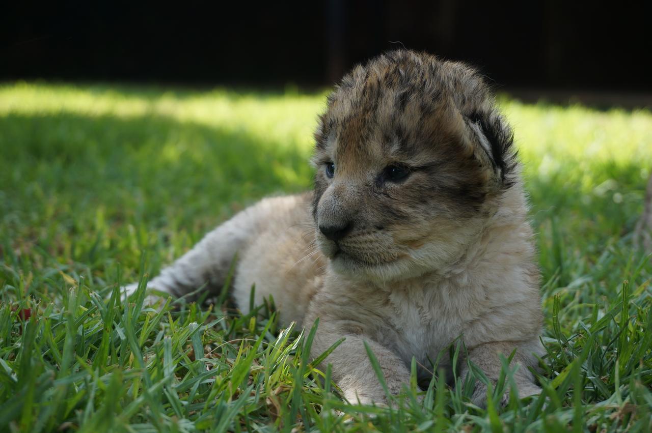 Boskoppie Lion & Tiger Reserve ครูนชตัด ภายนอก รูปภาพ