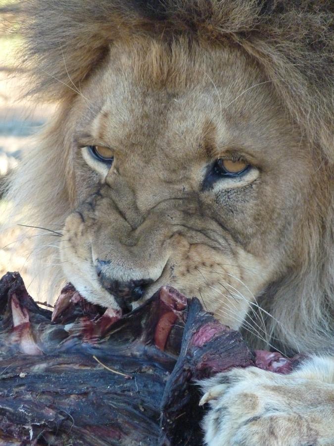 Boskoppie Lion & Tiger Reserve ครูนชตัด ภายนอก รูปภาพ