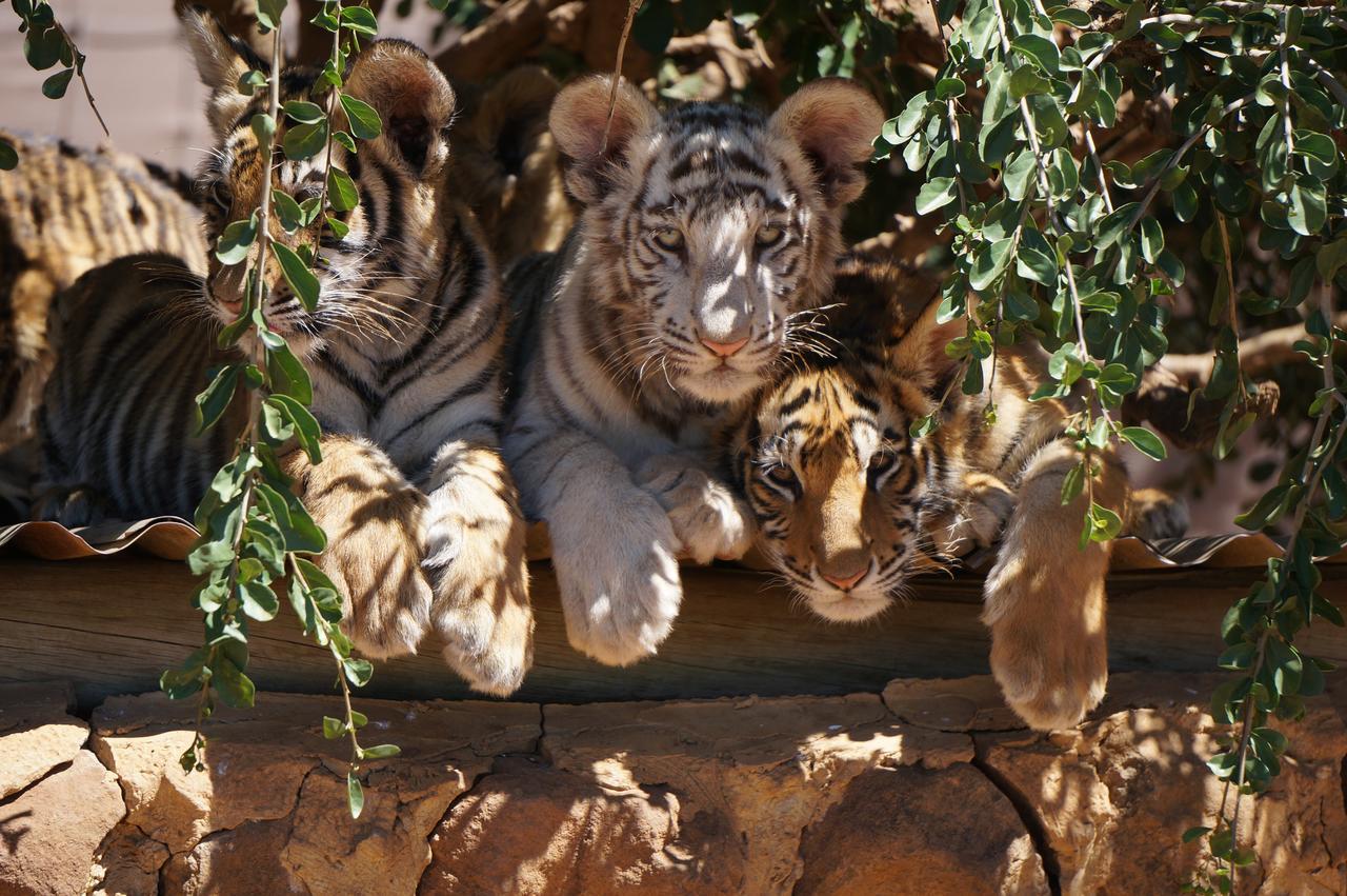 Boskoppie Lion & Tiger Reserve ครูนชตัด ภายนอก รูปภาพ