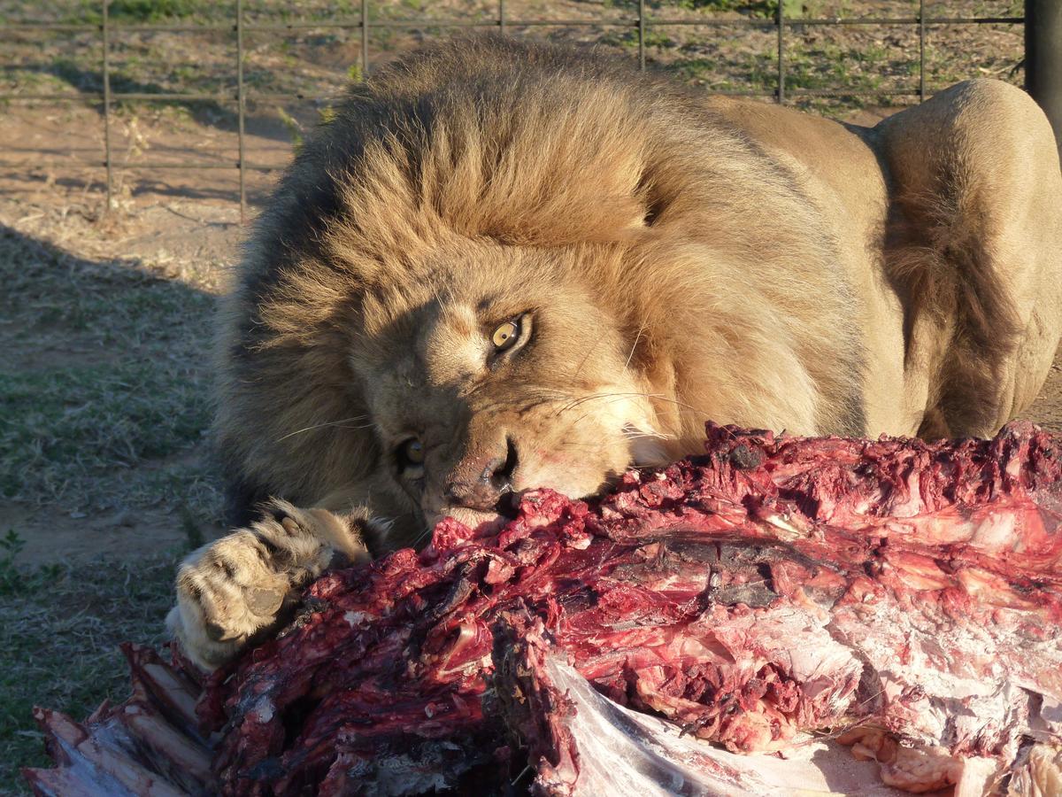 Boskoppie Lion & Tiger Reserve ครูนชตัด ภายนอก รูปภาพ